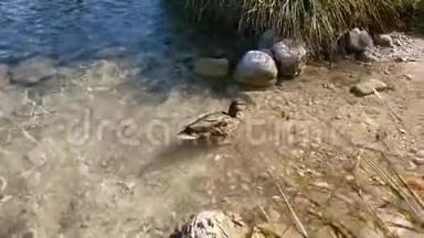 灰<strong>鸭</strong>在博欣吉湖上用蹼足挠头和<strong>脖</strong>子。